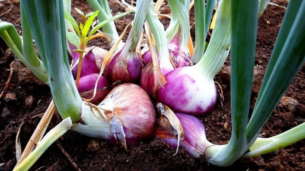 Tanaman Bawang Merah