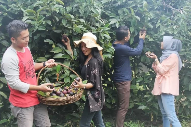 Wadah tanaman bawang merah