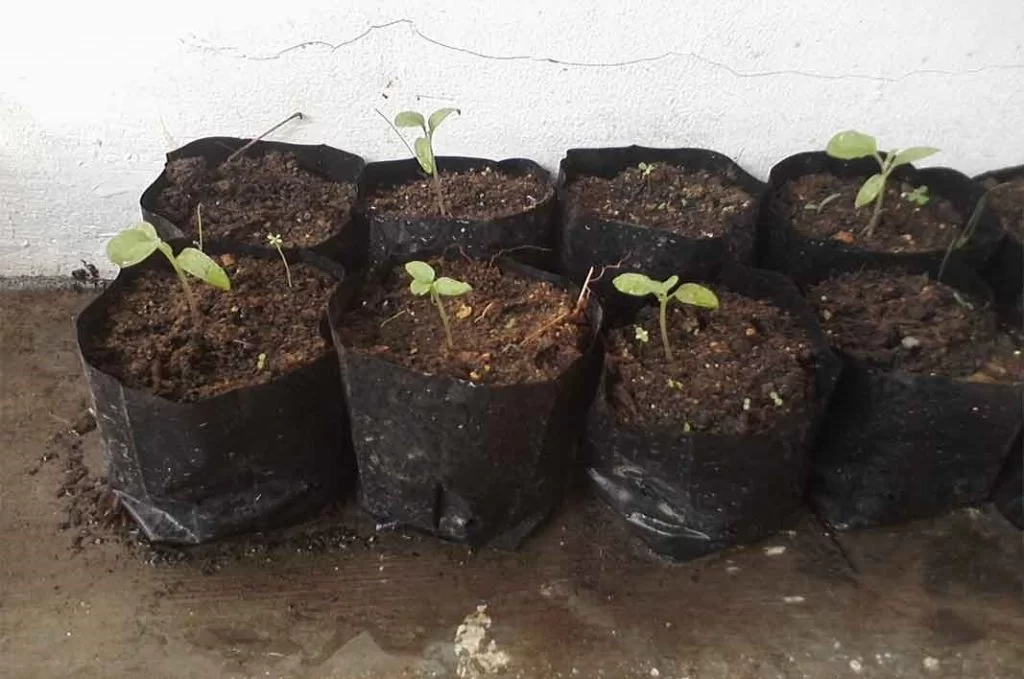 Polybag untuk tanaman bawang merah